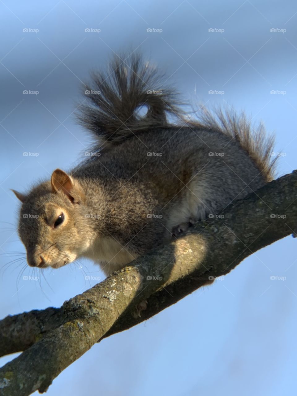 Year-round, the squirrels are in our yards, in the trees, on the streets.. I think they’re really cute. 