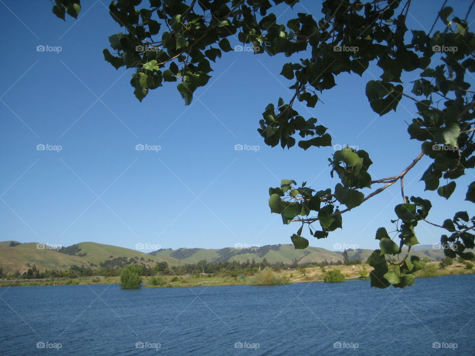 Blue lake green hills. Blue lake, green hills, blue sky and a tree