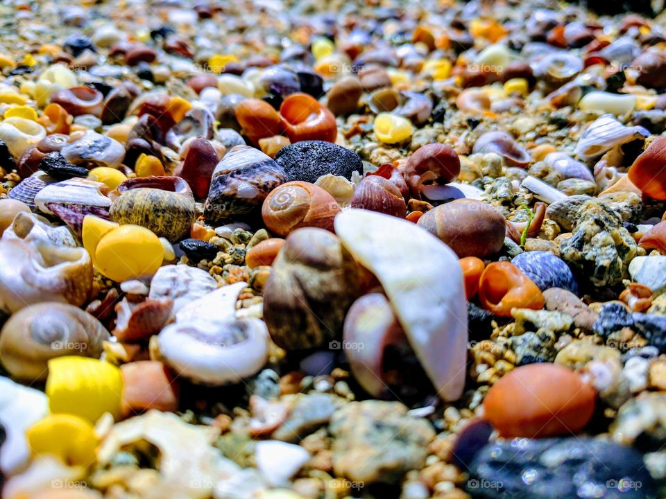 Different colored winkle shells on the beach