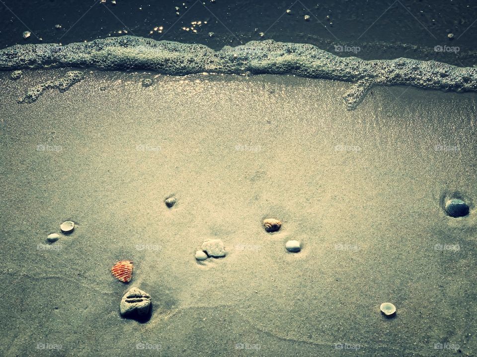 She Sells Sea Shells