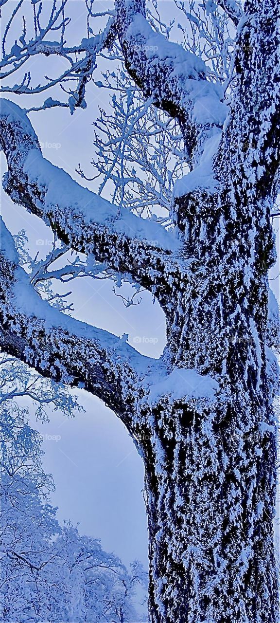 This is a very large snow covered tree in the vicinity of “Kochel am See”, “Kochel at the Lake” in “Bavaria”, Germany just north of the “Alps”. It is known for its natural hot geyser springs turned saunas. 2024. Hypnotic Productions