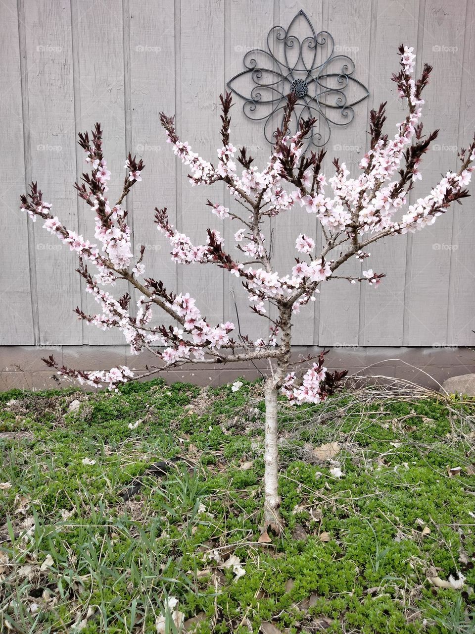 Peach tree