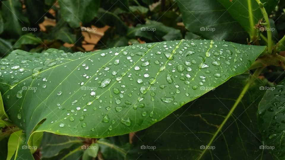 Rain water drops on the leaf