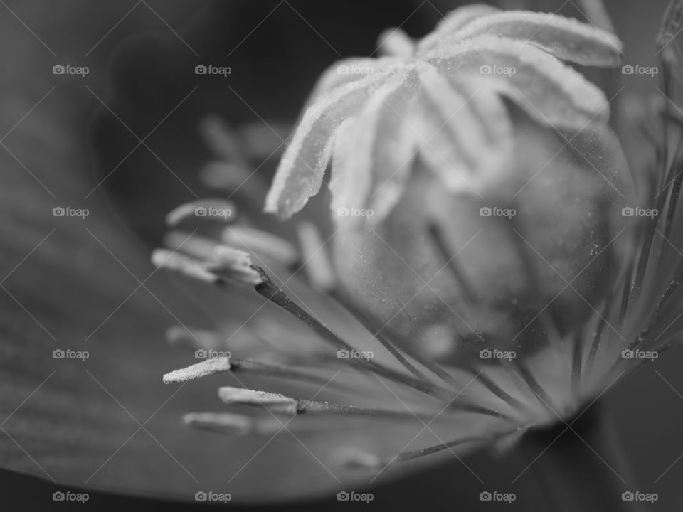 black and white poppy