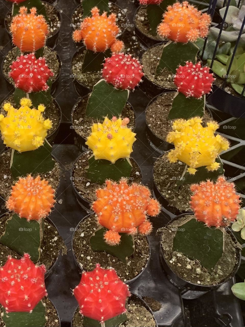 Cacti 