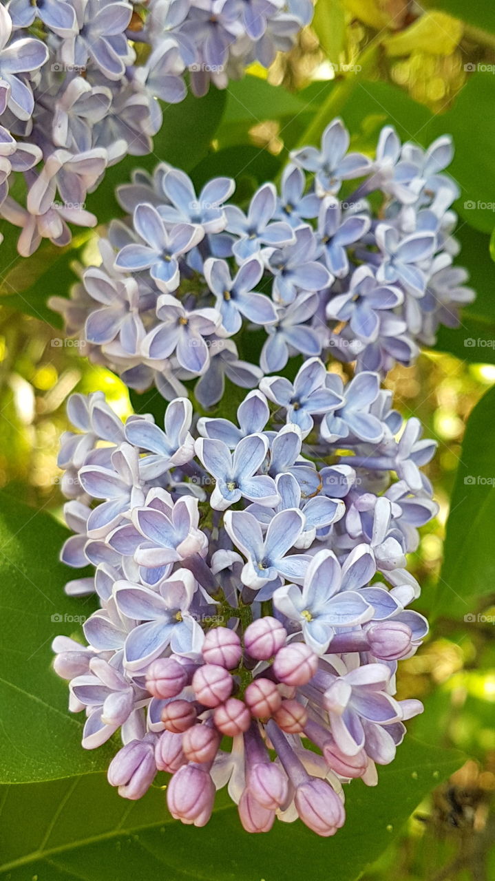 lilac branch with purple flowers