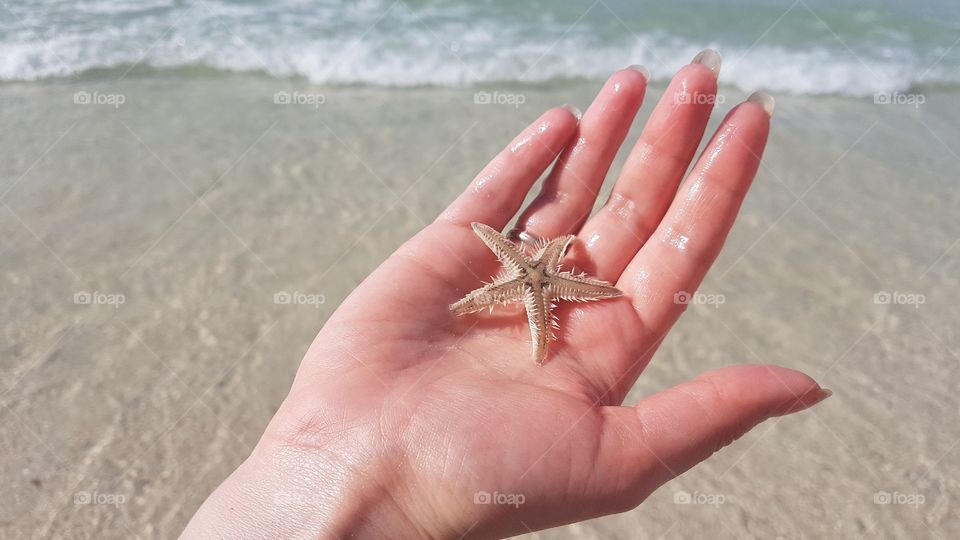 holding starfish in a hand