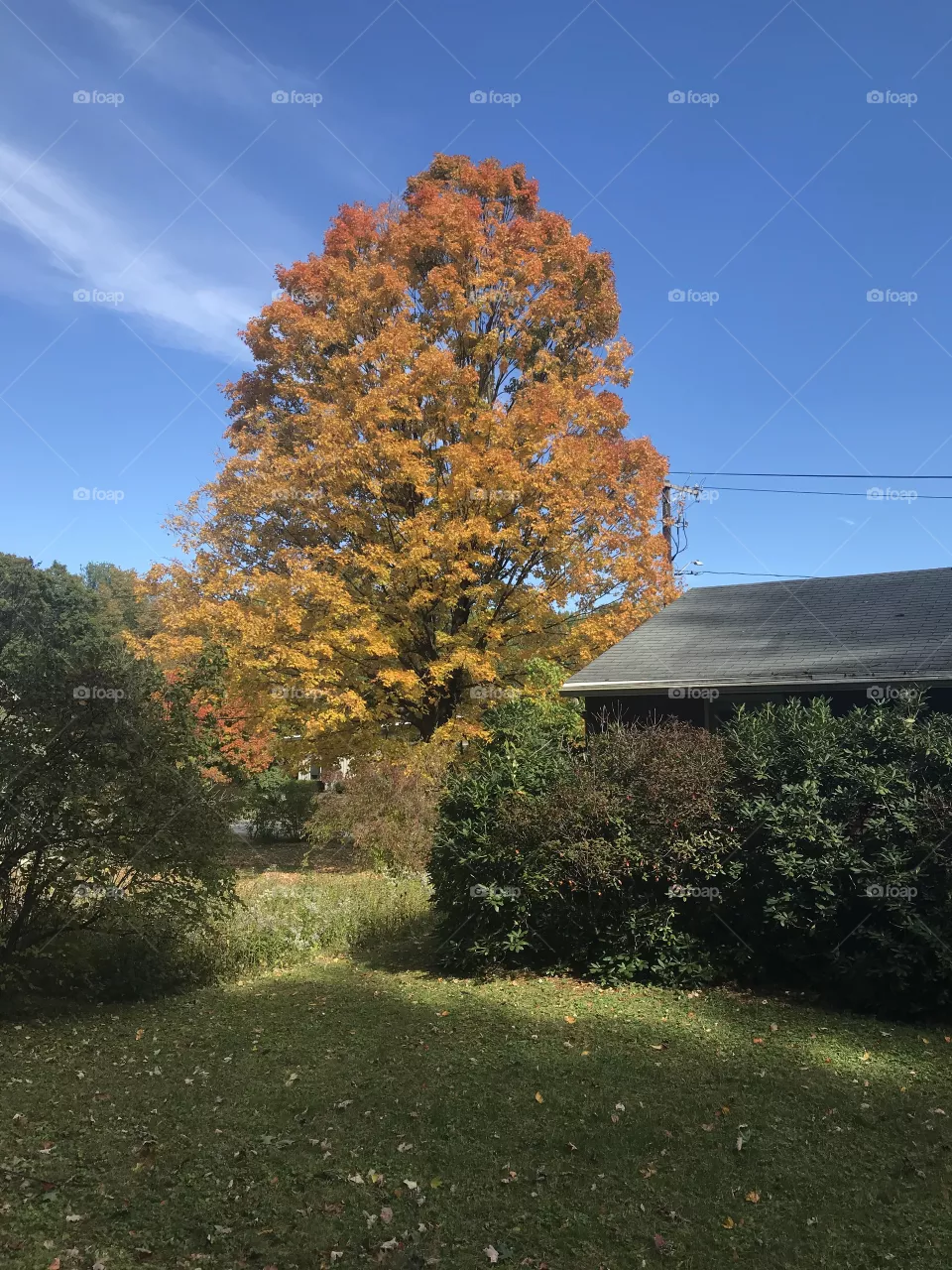 Tree