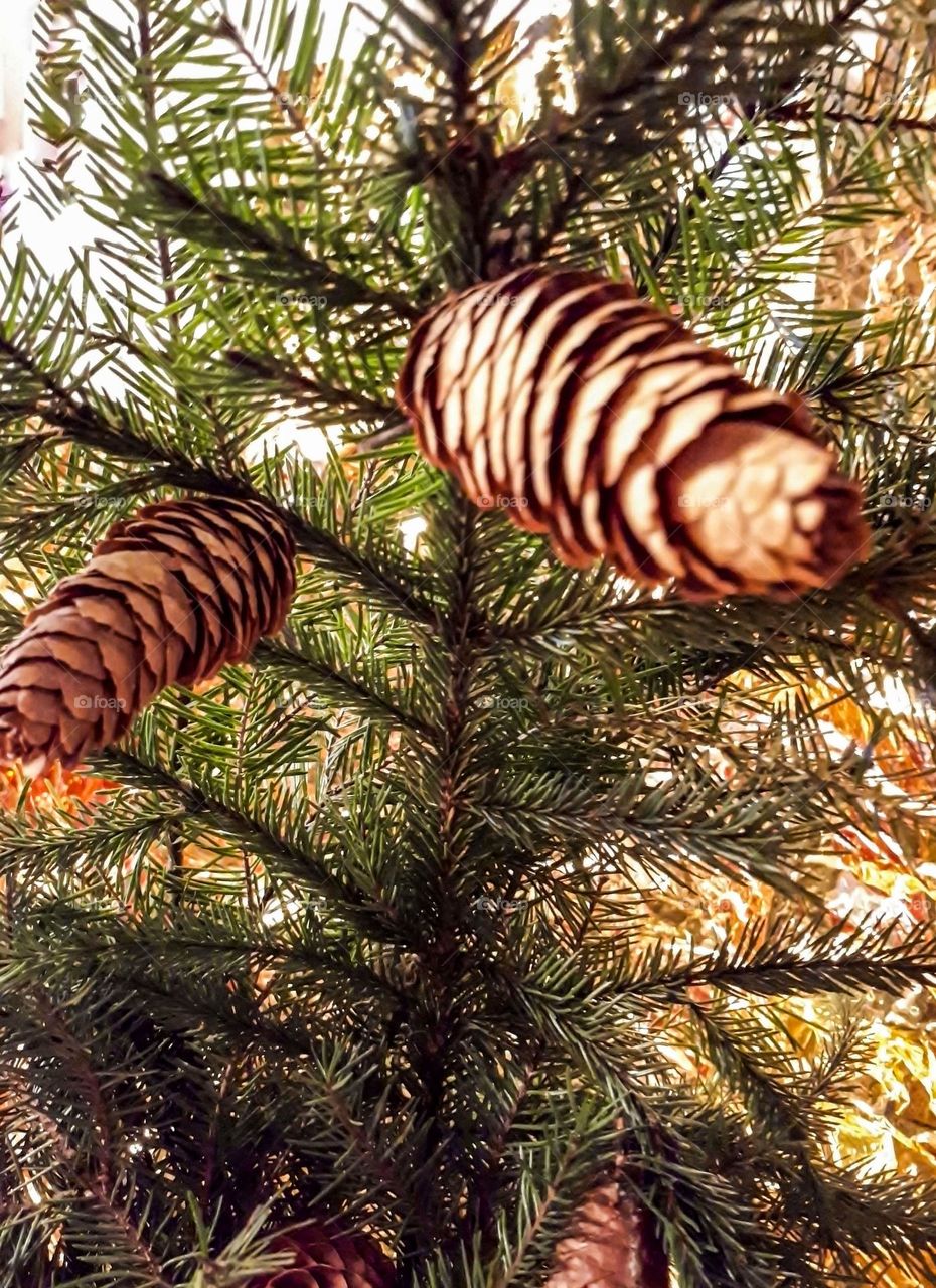Christmas tree with its cone