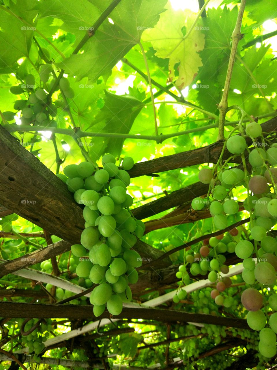 Unpicked grapes. Grapes on vine