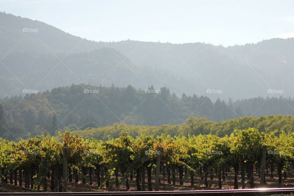 A gorgeous hazy day in Napa valley overlooking a vineyard with gorgeous grey mountains overlooking overhead. 