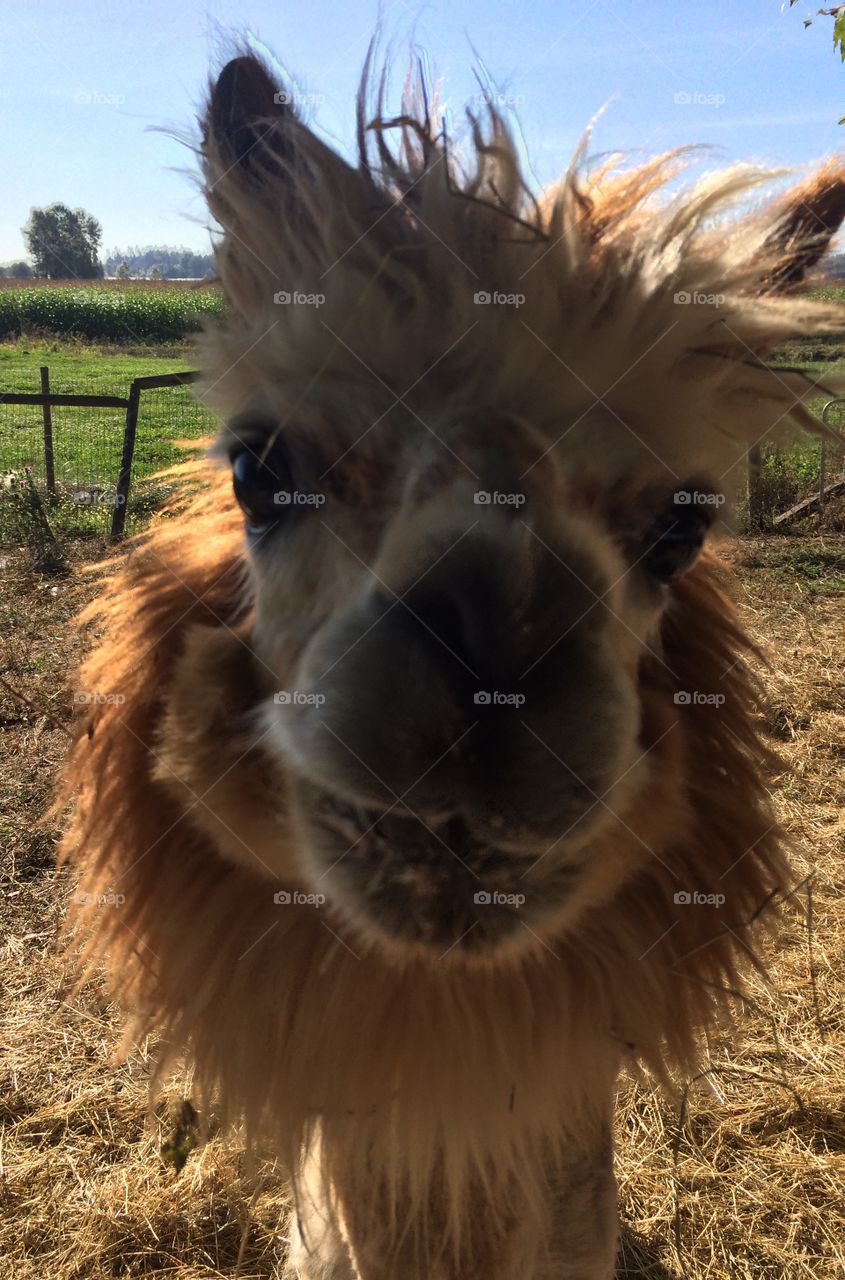 Alpaca. A male Alpaca enjoying the farm lifestyle 
