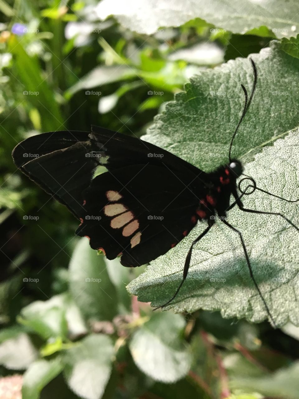 A black butterfly with pale red spots resting on a green leaf