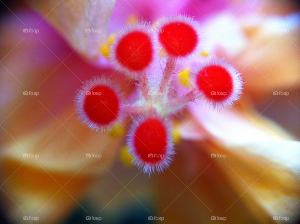 Flower in macro