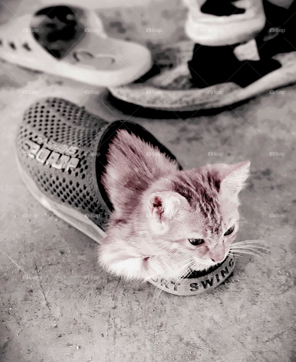 Puss in Shoes