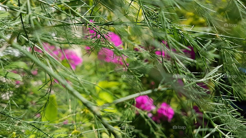 Green grass and pink flowers background