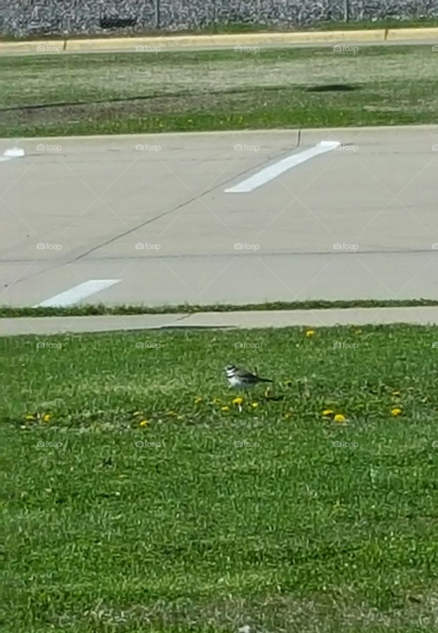 bird in the grass