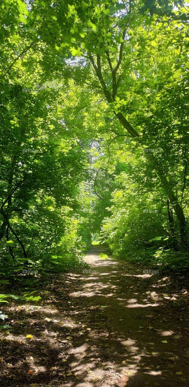 Enchanted lens exploring the magic forest