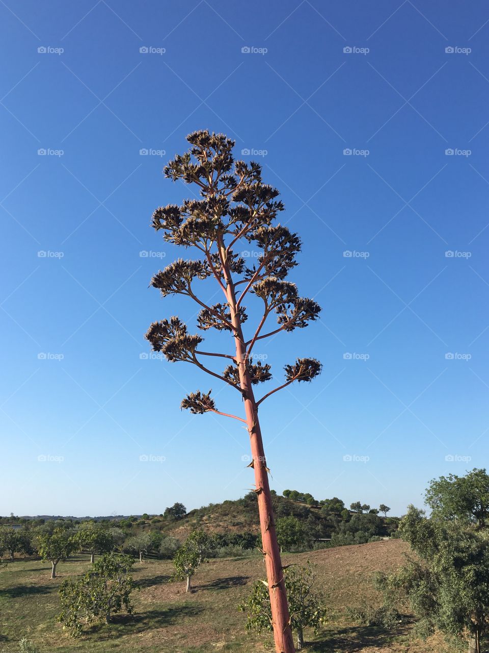Agave blooming flower for first and last time on great blue sky