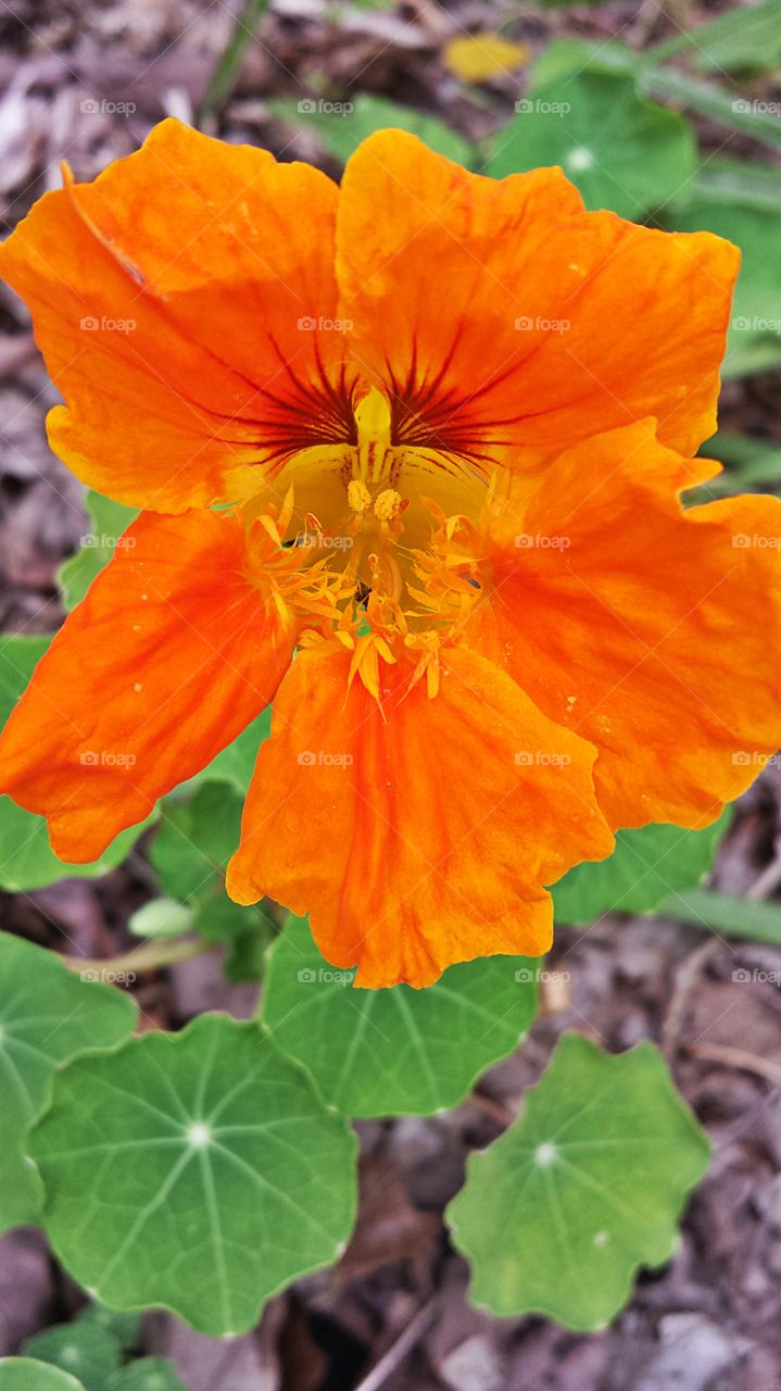 Nasturtium. In my garden