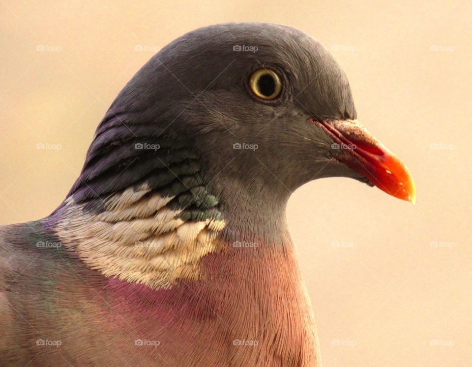 pigeon