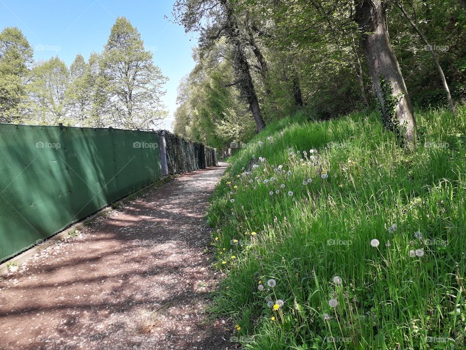 springtime in the wood