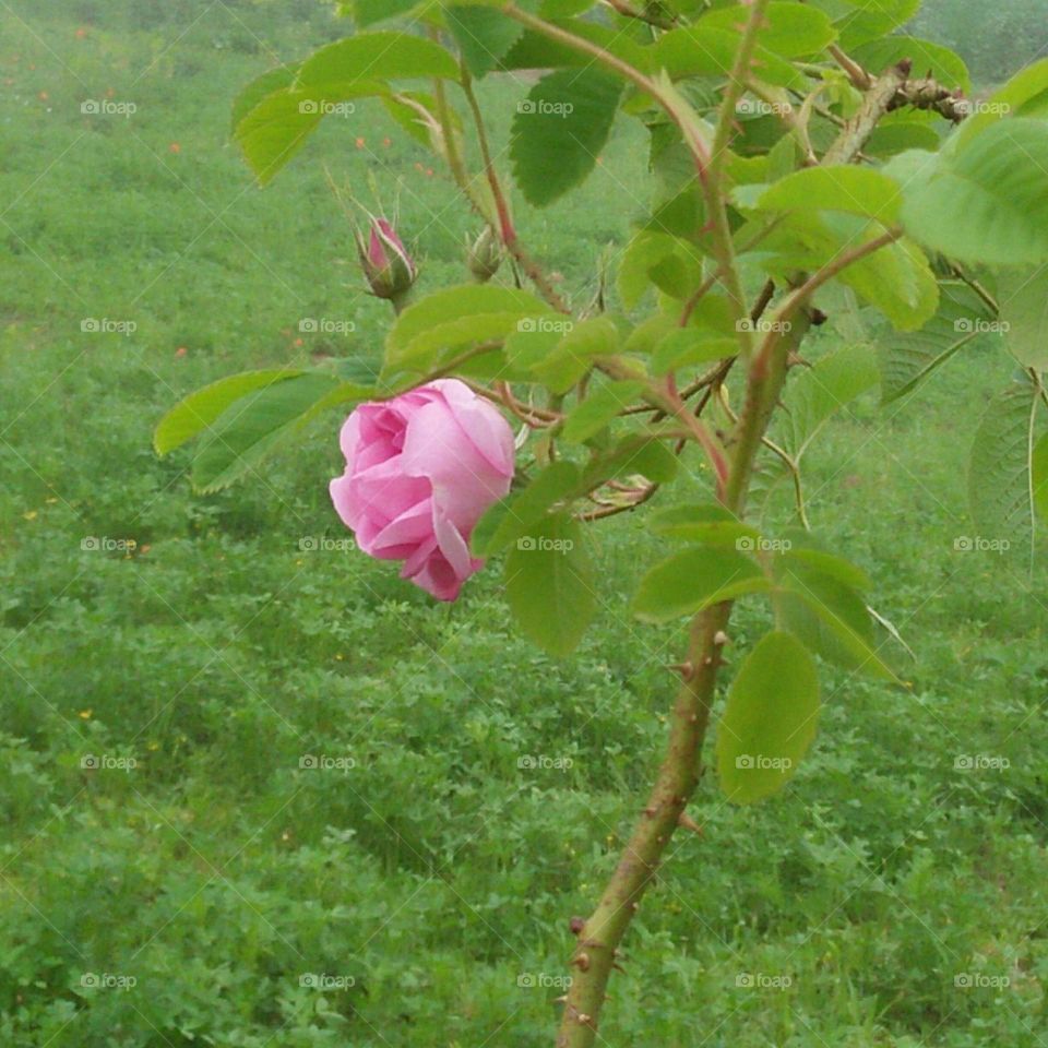 Beautiful pink flower in the garden.