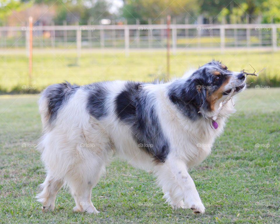 Happy Aussie playing fetch. 