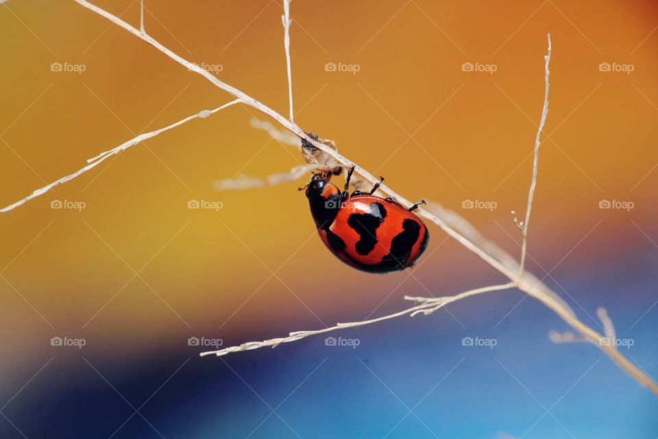 one little Ladybug