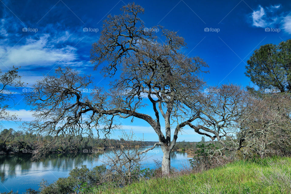 Oak on American River