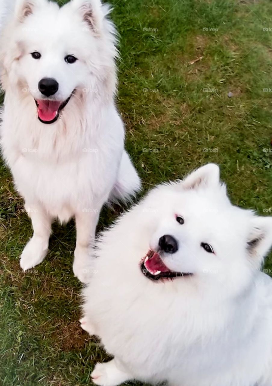 Two adorable Samoyed dog is playing in the garden.