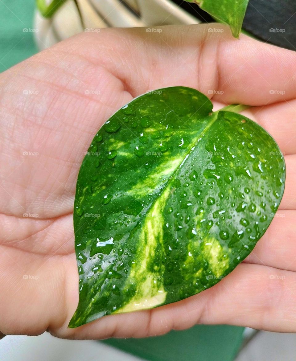 "Love is in the air!"
Even in the little things we can find love, like in the "boa constrictor" leaf, a plant also called devil's ivy, its leaves are heart-shaped, that's why they are so charming and dear!
