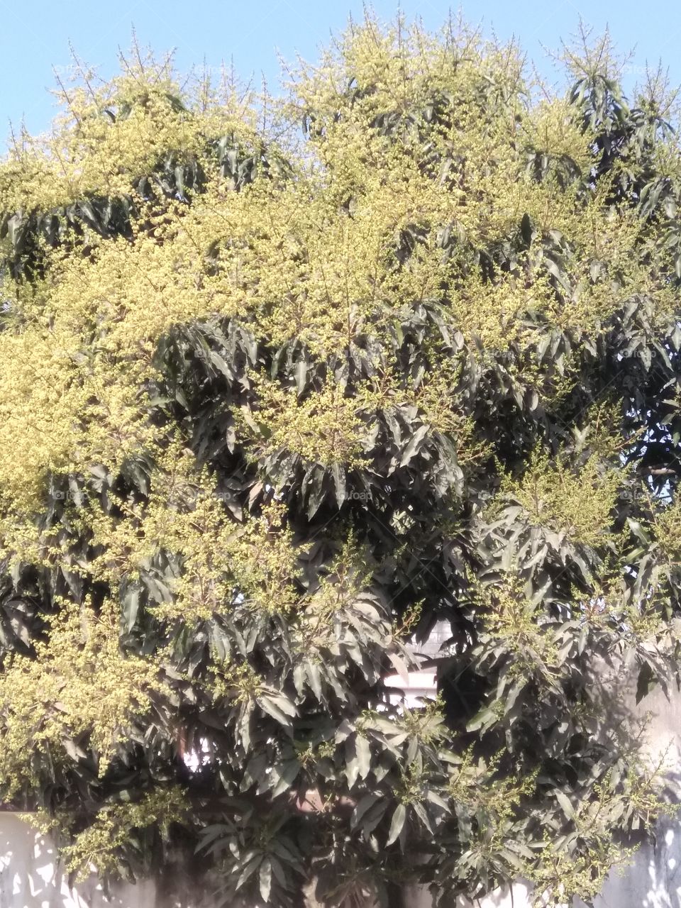 mango tree