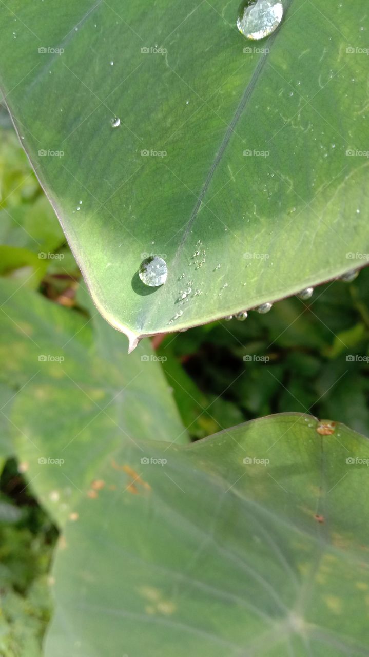 Water drop view with the leaf...!