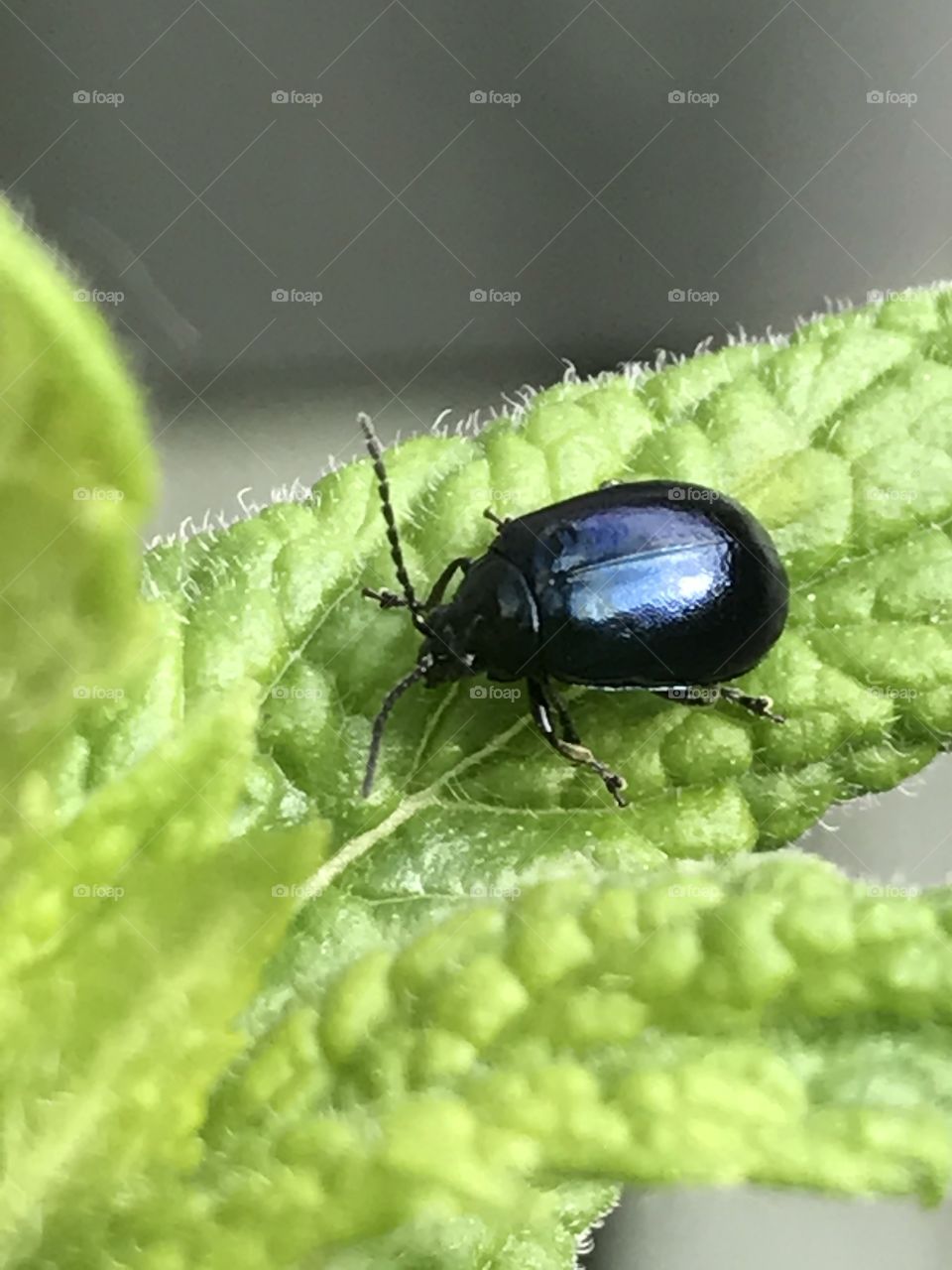 Beetle on mint leaf 