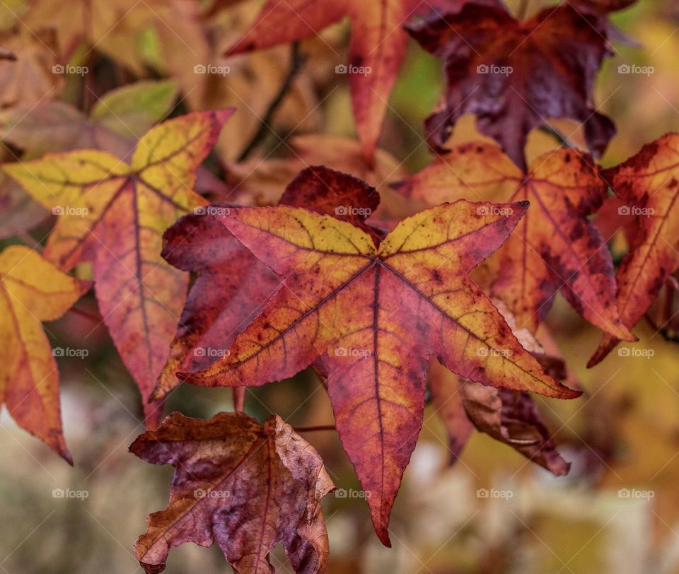 Sweetgum leaves in tones of red and orange