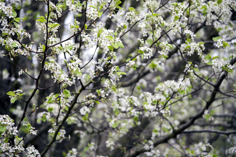View of flowers in bloom on branch