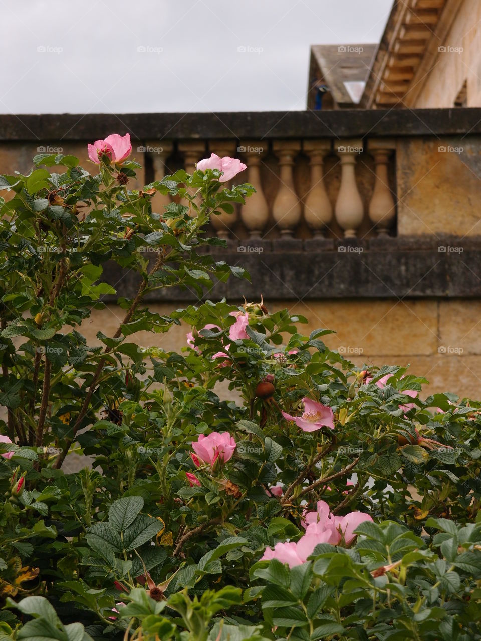 A pretty rose bush with beautiful pink rose blooms against in the gardens against an old stone wall on a summer day. 