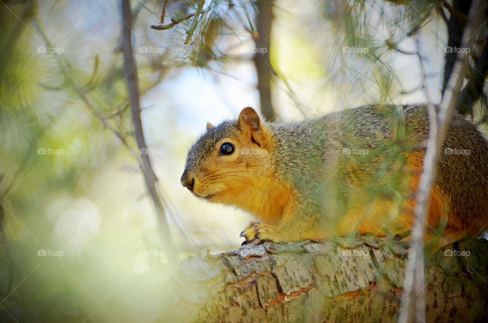 squirrel At attention. 