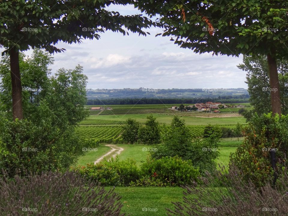Bordeaux vineyard