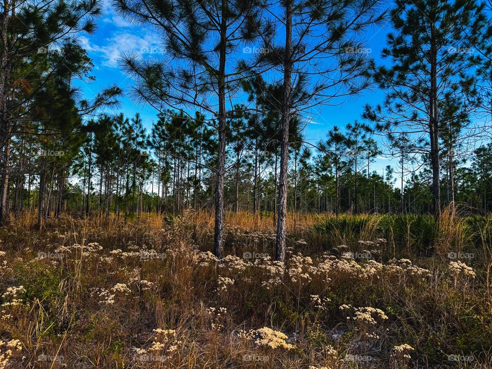 Fall time in Florida 