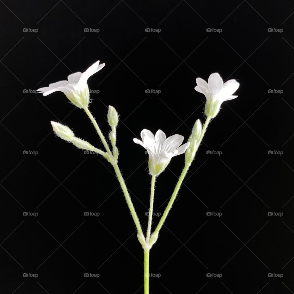 Beautiful plant in black background 