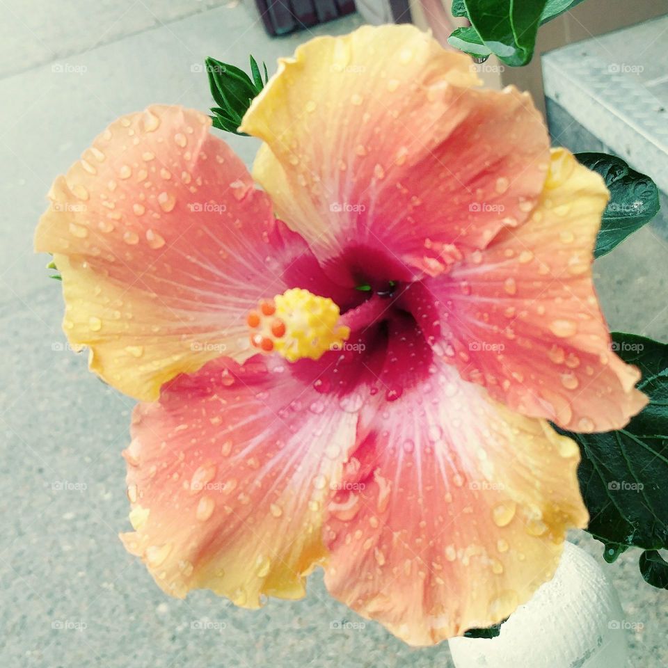 Hibiscus