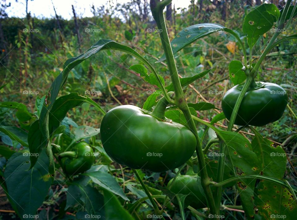 bio green pepper