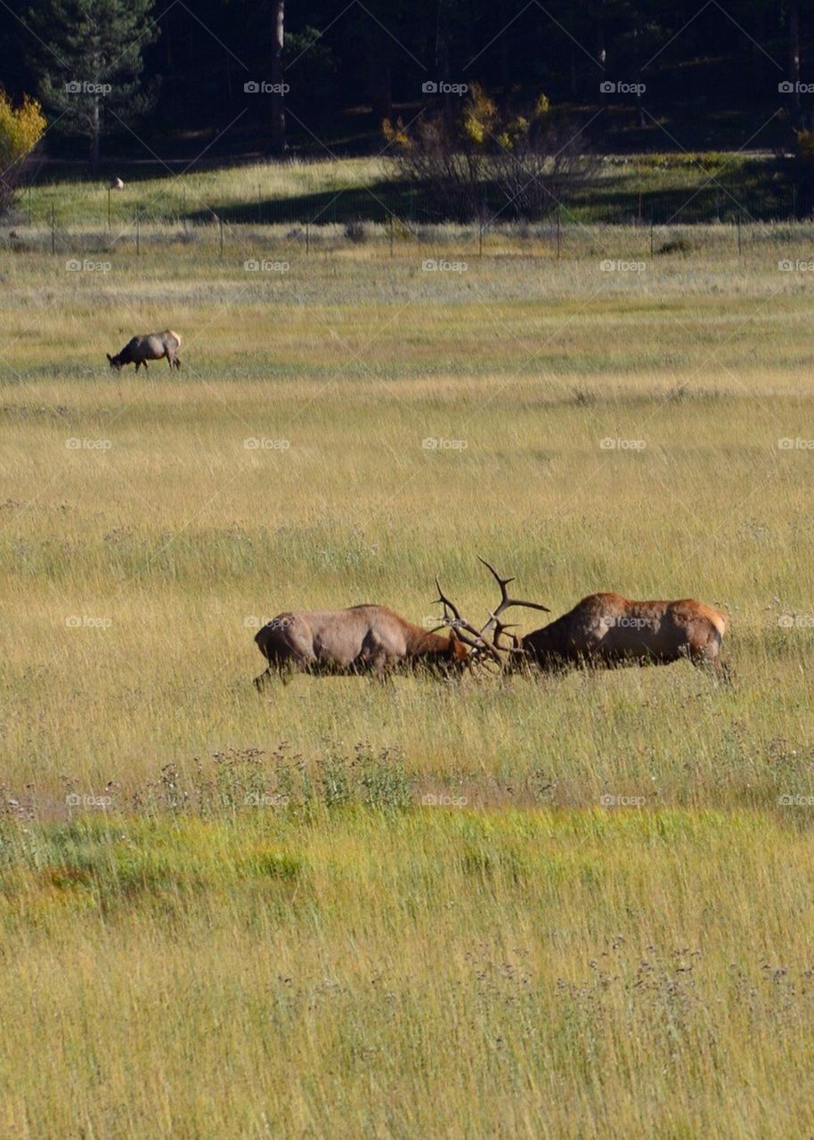 Elk battle
