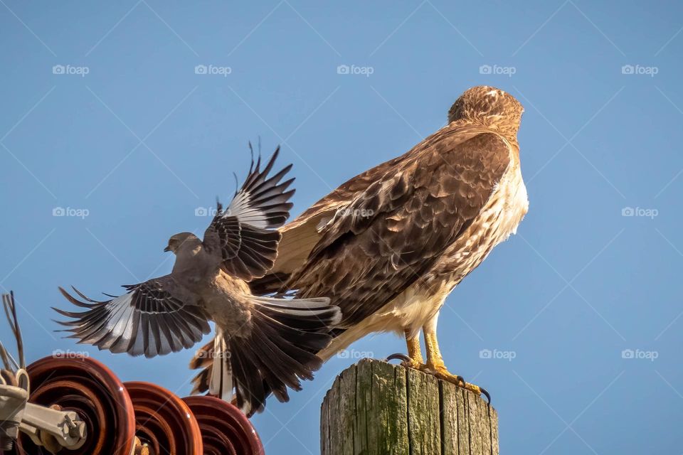 Chaos on the power pole. A territorial Northern Mockingbird dive bombs a Red-tailed Hawk. Raleigh, North Carolina. 