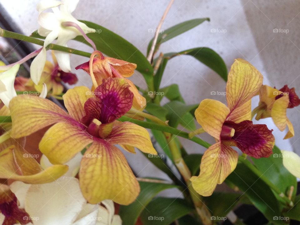 Pink and yellow orchid 