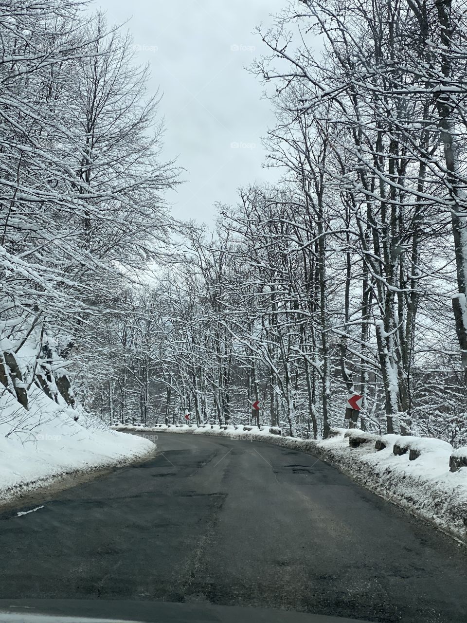 Trees and road