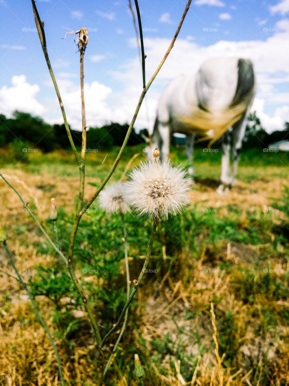 Texas Summer