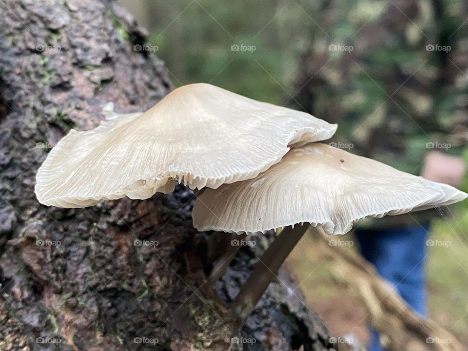 Toadstools in a local woods 